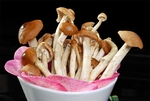 菌类食材