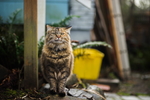 可爱猫咪