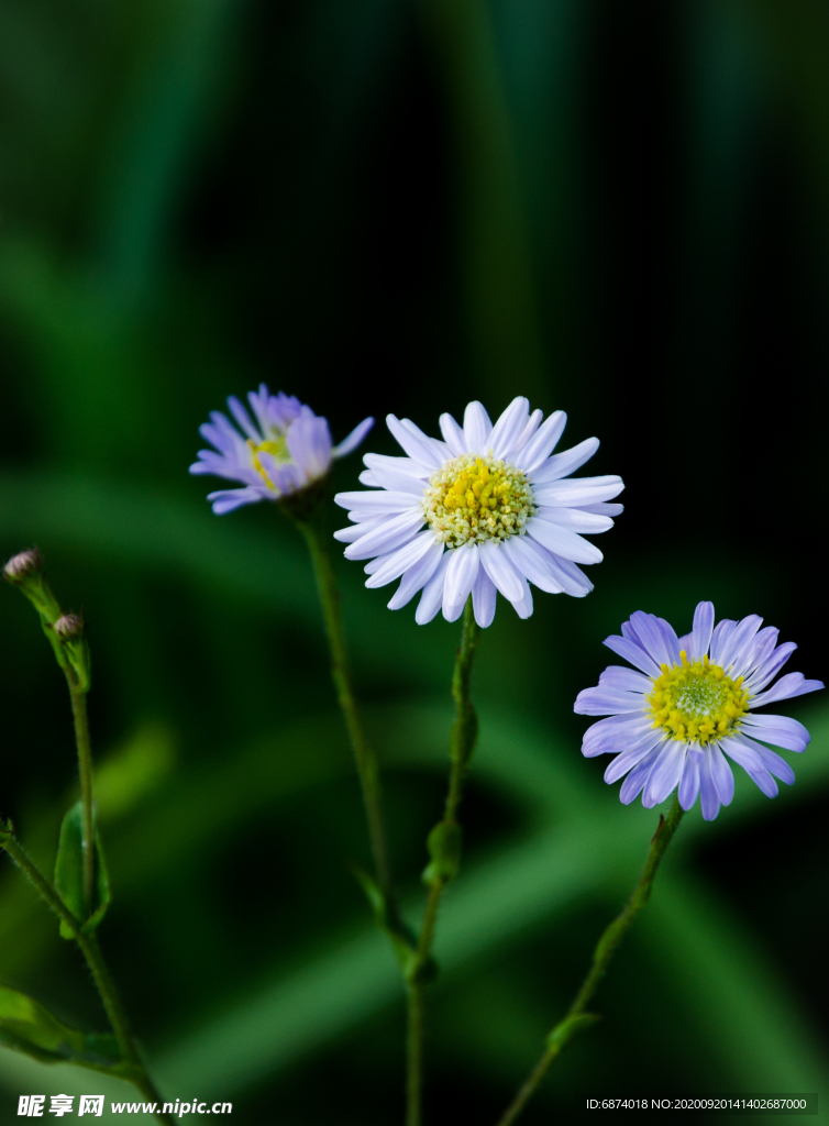 狗娃花