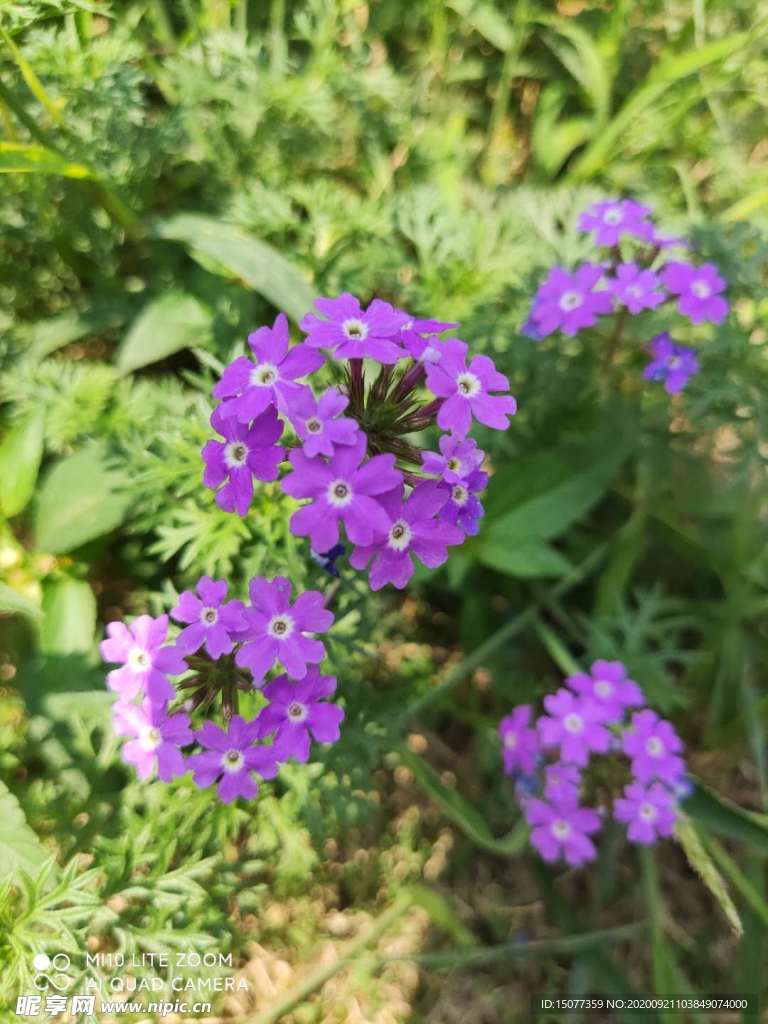 花