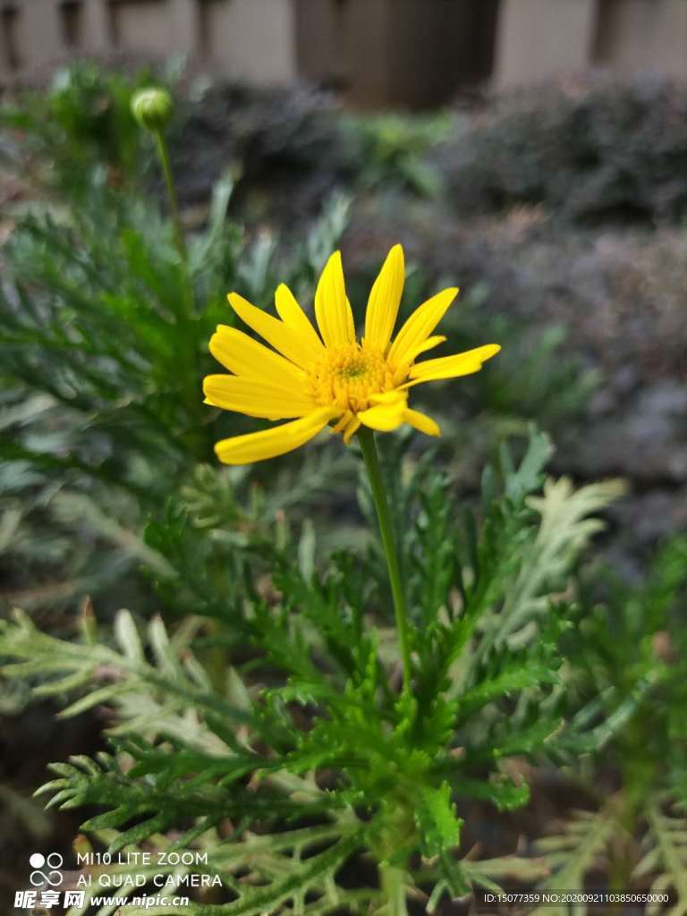 花
