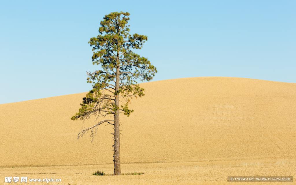 沙漠