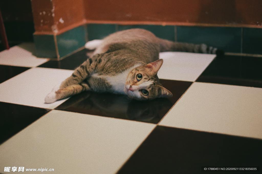 猫