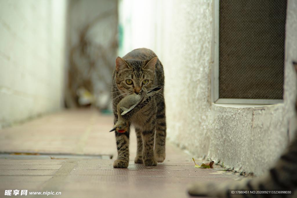 猫
