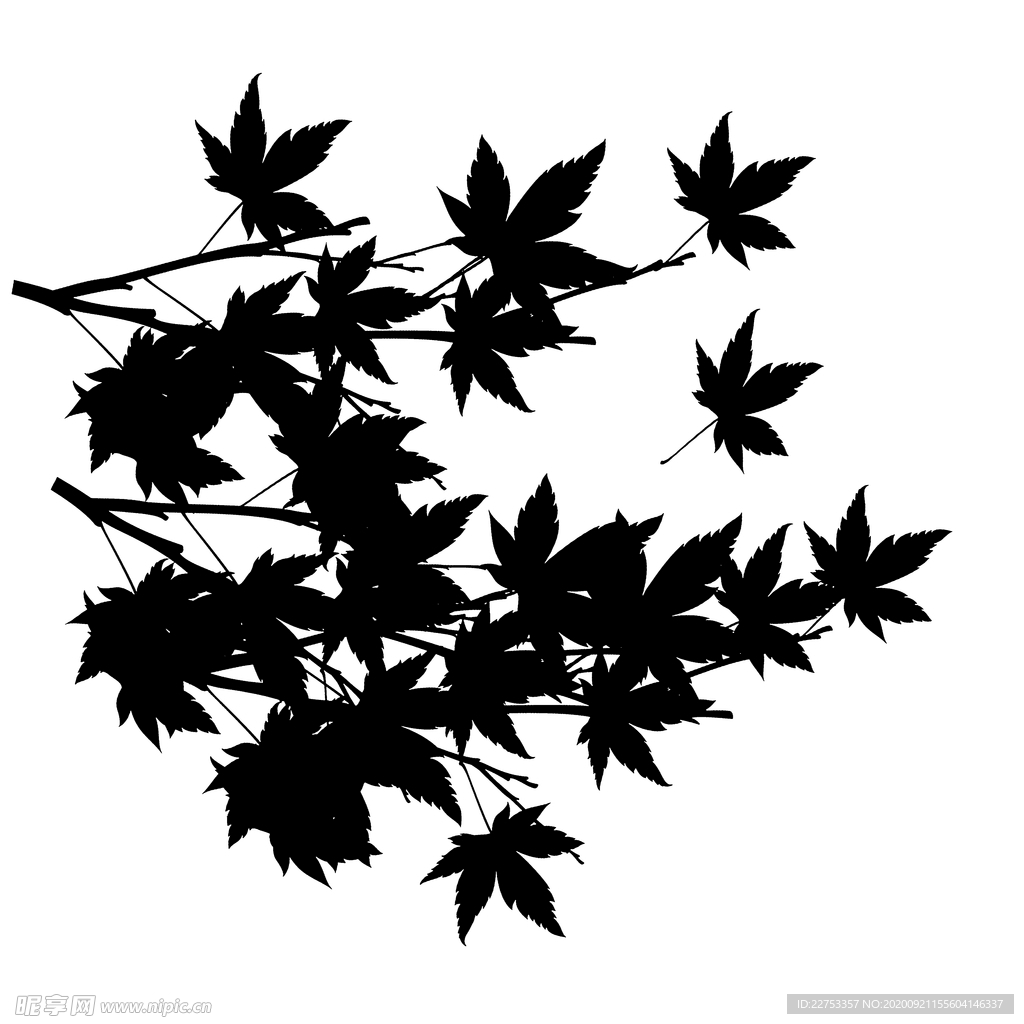 枫叶
