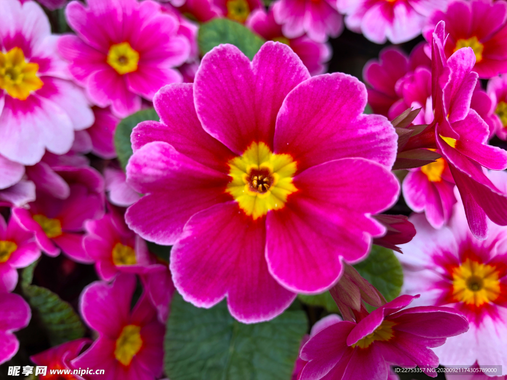 花