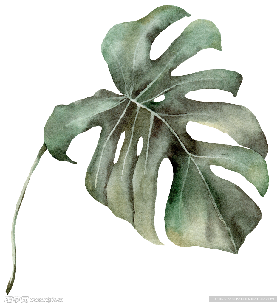 植物花朵装饰图案