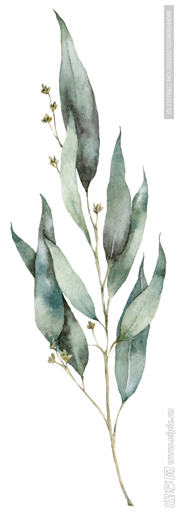 植物花朵装饰图案