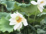 白莲花