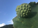 莲蓬