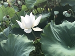 莲花
