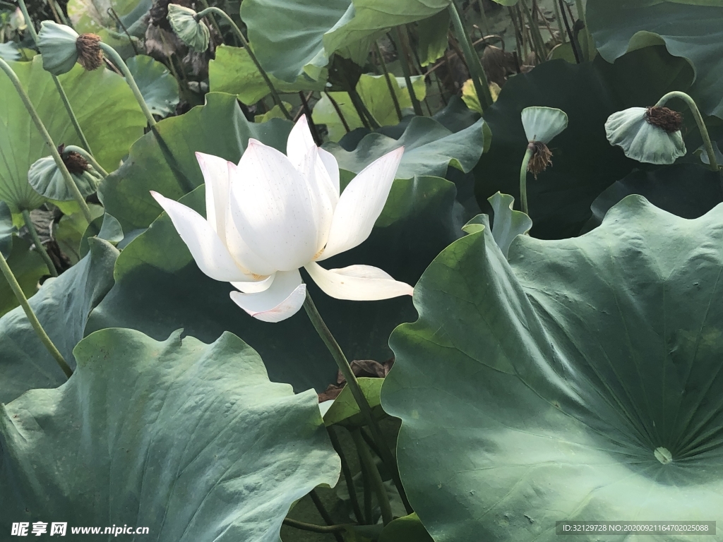 莲花