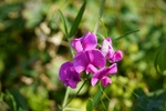 苕子花