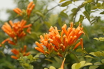 炮仗花