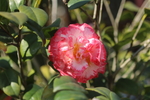 花牡丹茶花
