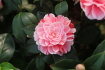 山茶花