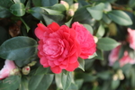 红山茶花