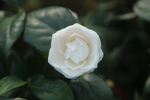 白山茶花