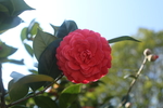 茶花赤丹