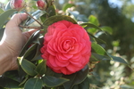 赤丹茶花