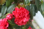 山茶花