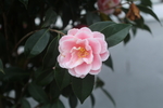 山茶花