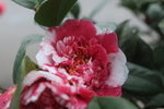 山茶花
