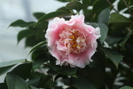 赛牡丹茶花