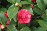 山茶花