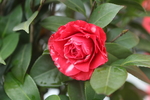 山茶花
