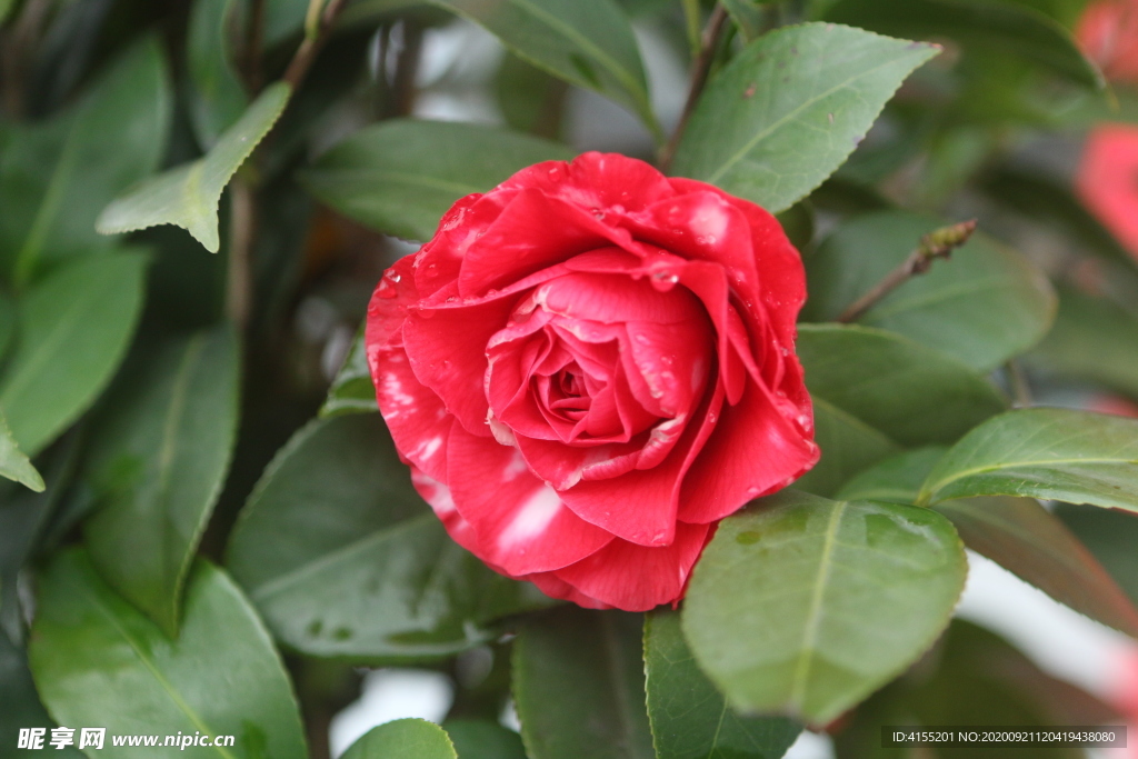 山茶花
