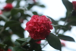 景山茶花