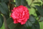 山茶花