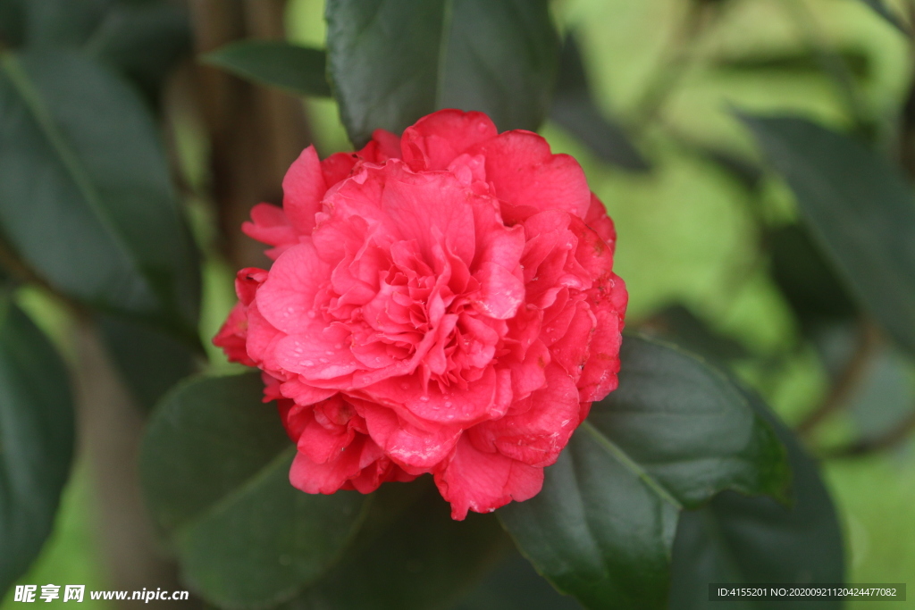 山茶花