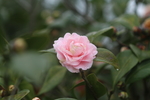 粉色山茶花