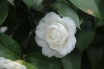 六角白茶花
