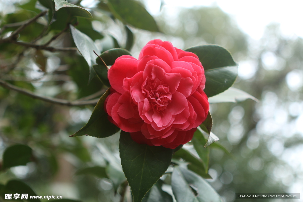 红山茶花