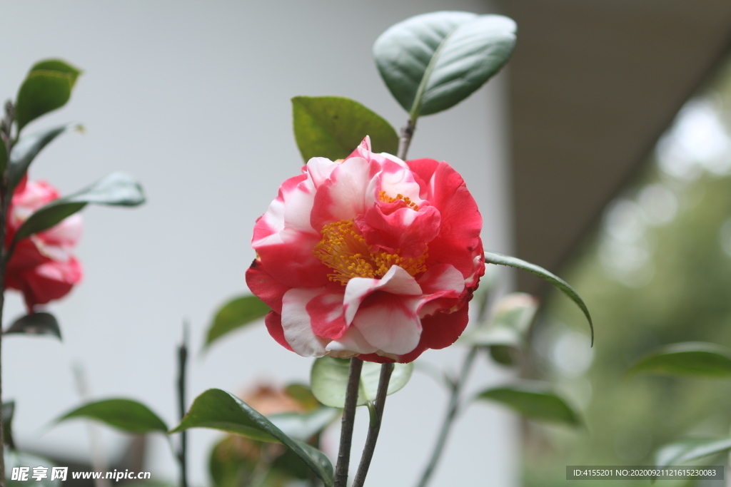 花露珍山茶花