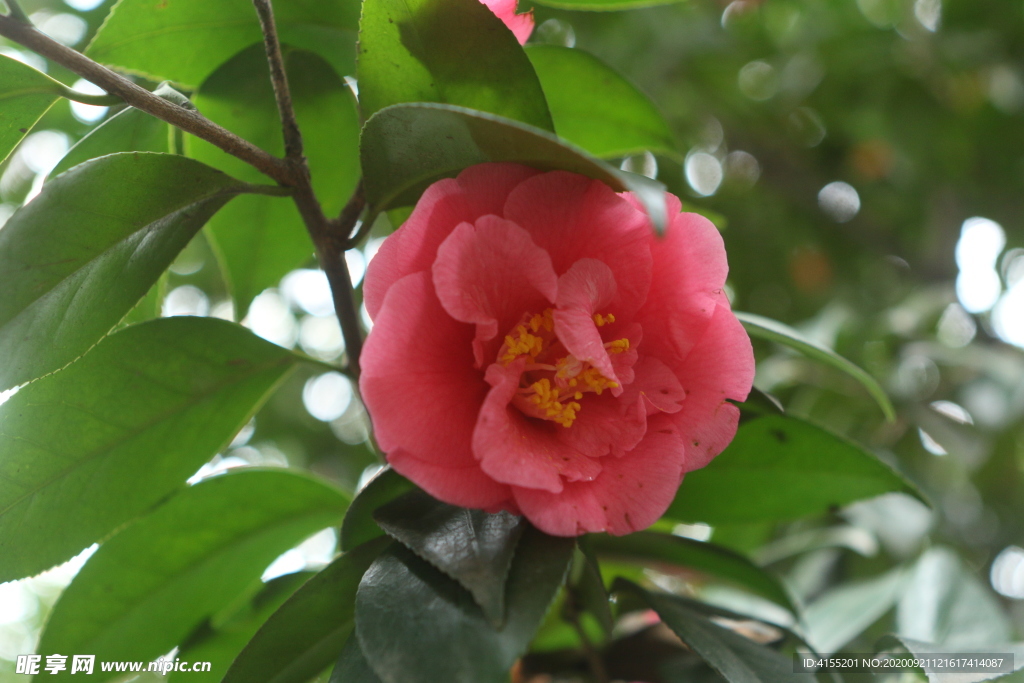 山茶花