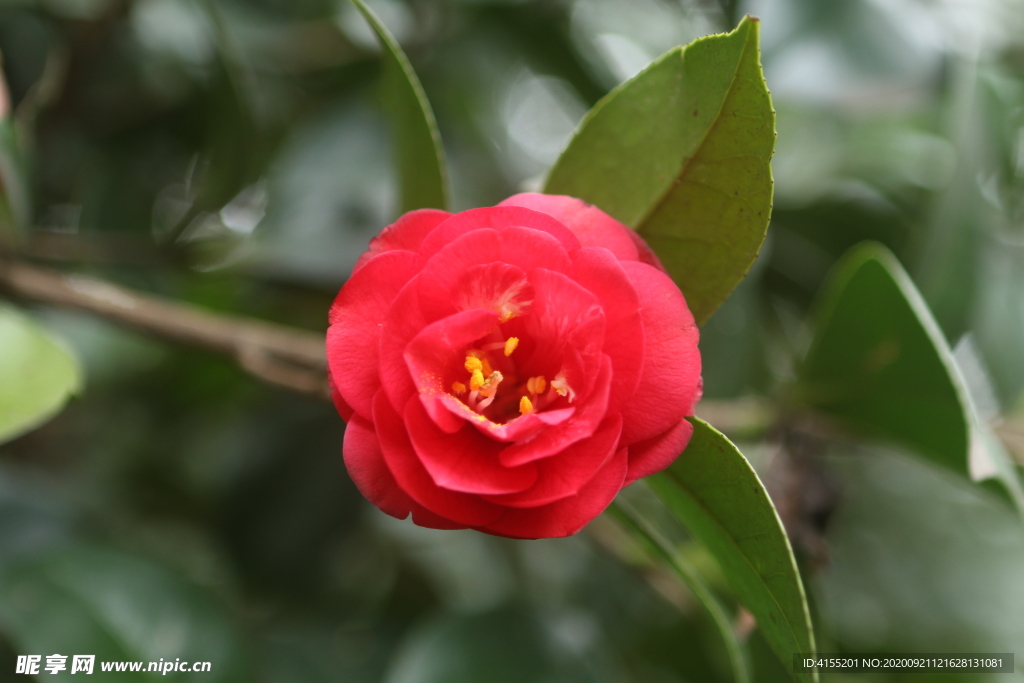 新松花茶花