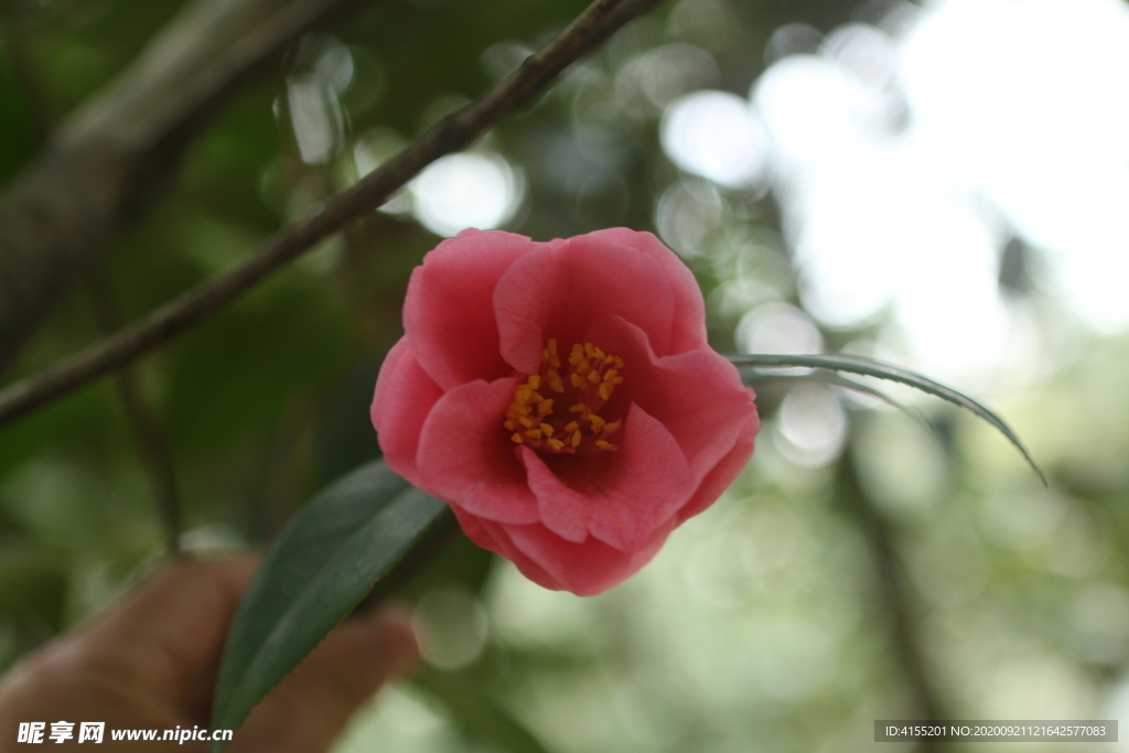 山茶花