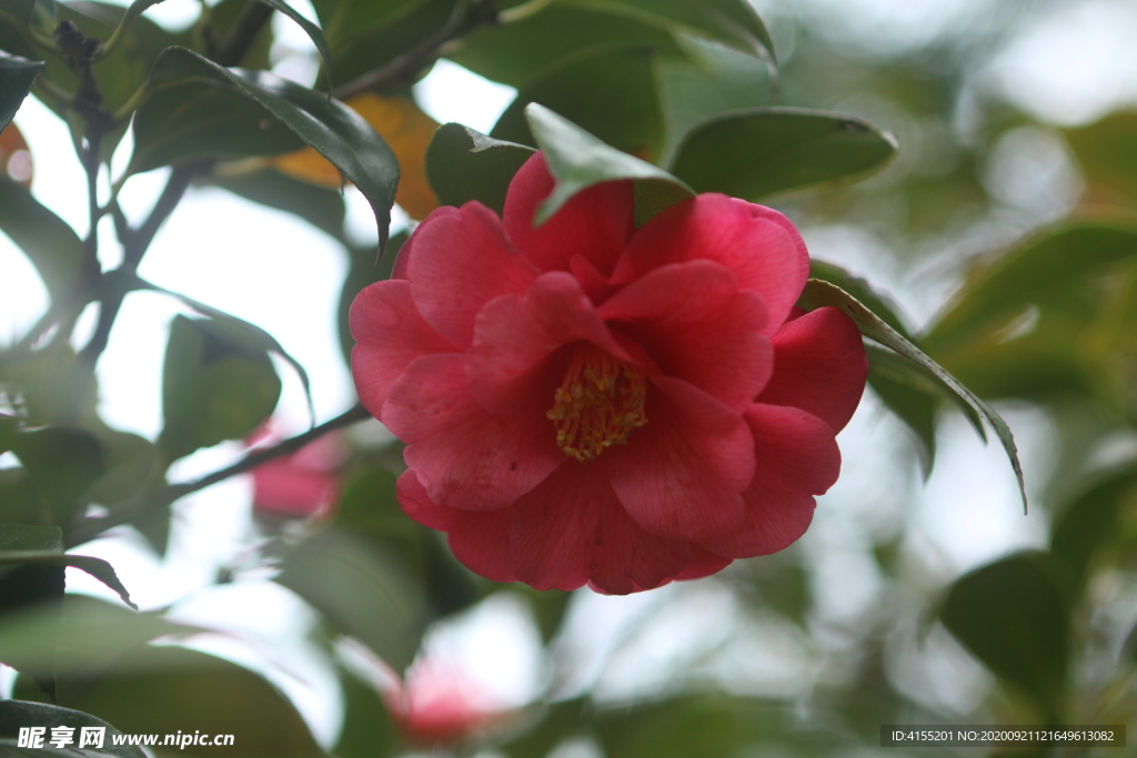 红山茶花