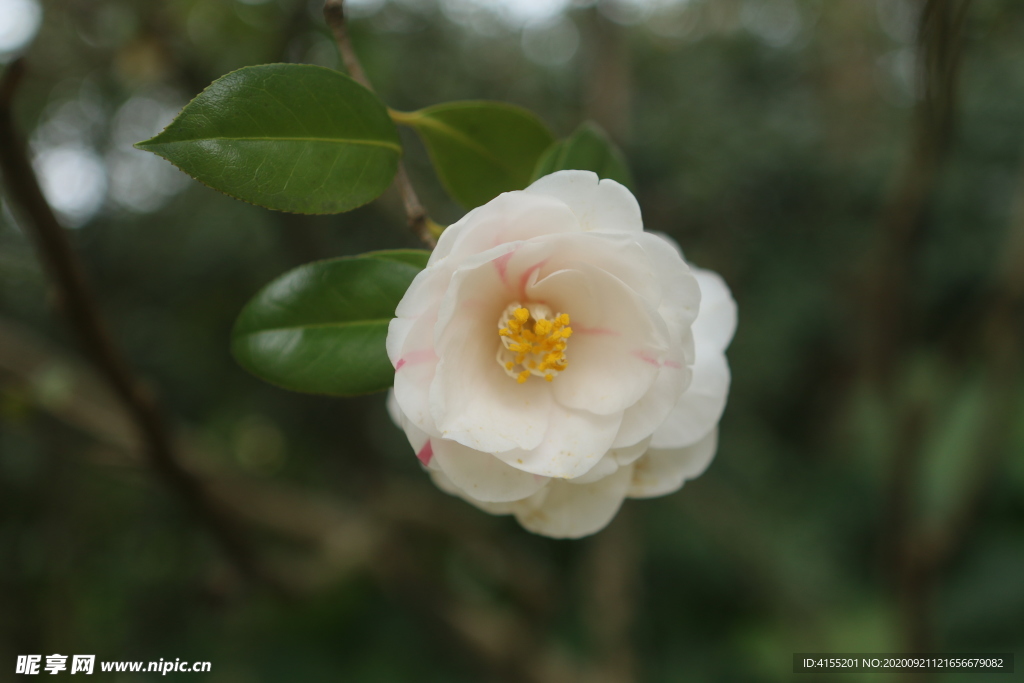 白山茶花