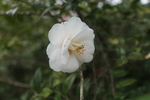 白山茶花