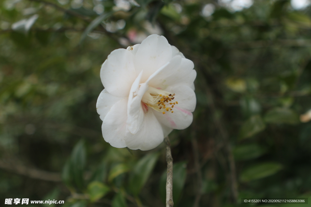 白山茶花