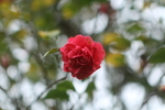 山茶花