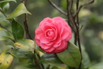 粉山茶花