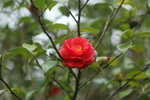 山茶花