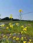 油菜花