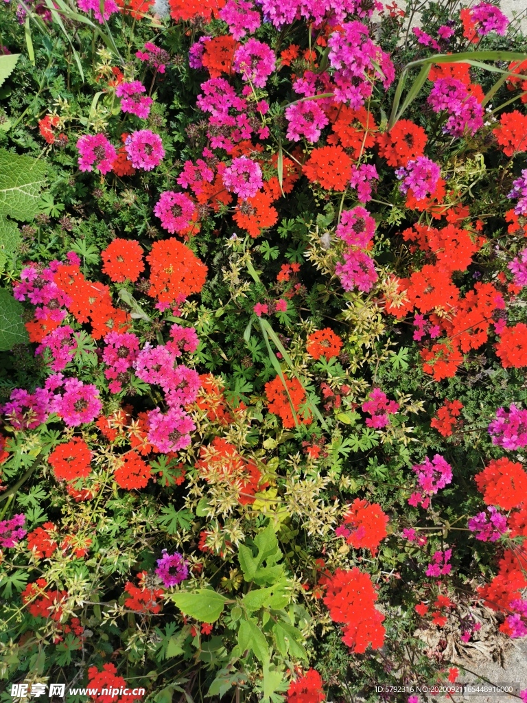 花圃